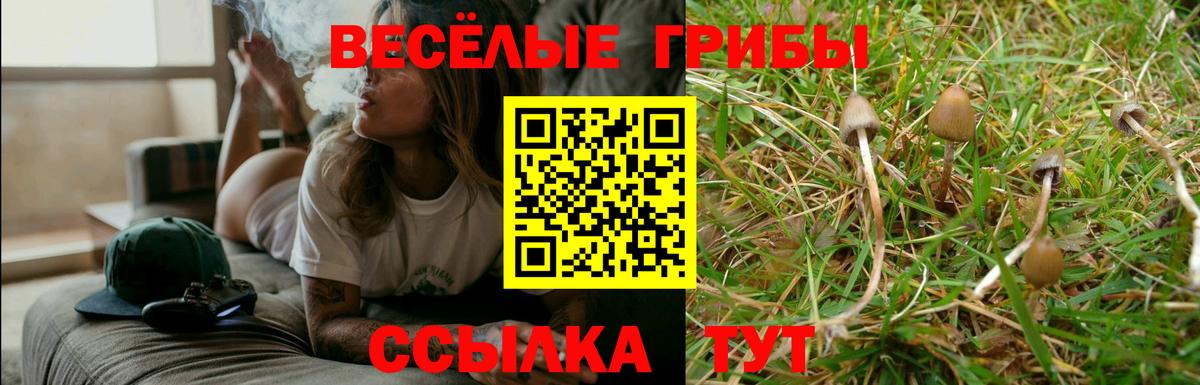 Псилоцибиновые грибы Psilocybe Кохма